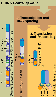 DNA rearrangement