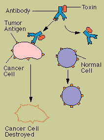 "Designer" antibodies