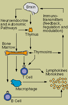 Relationship between brain and nervous system.